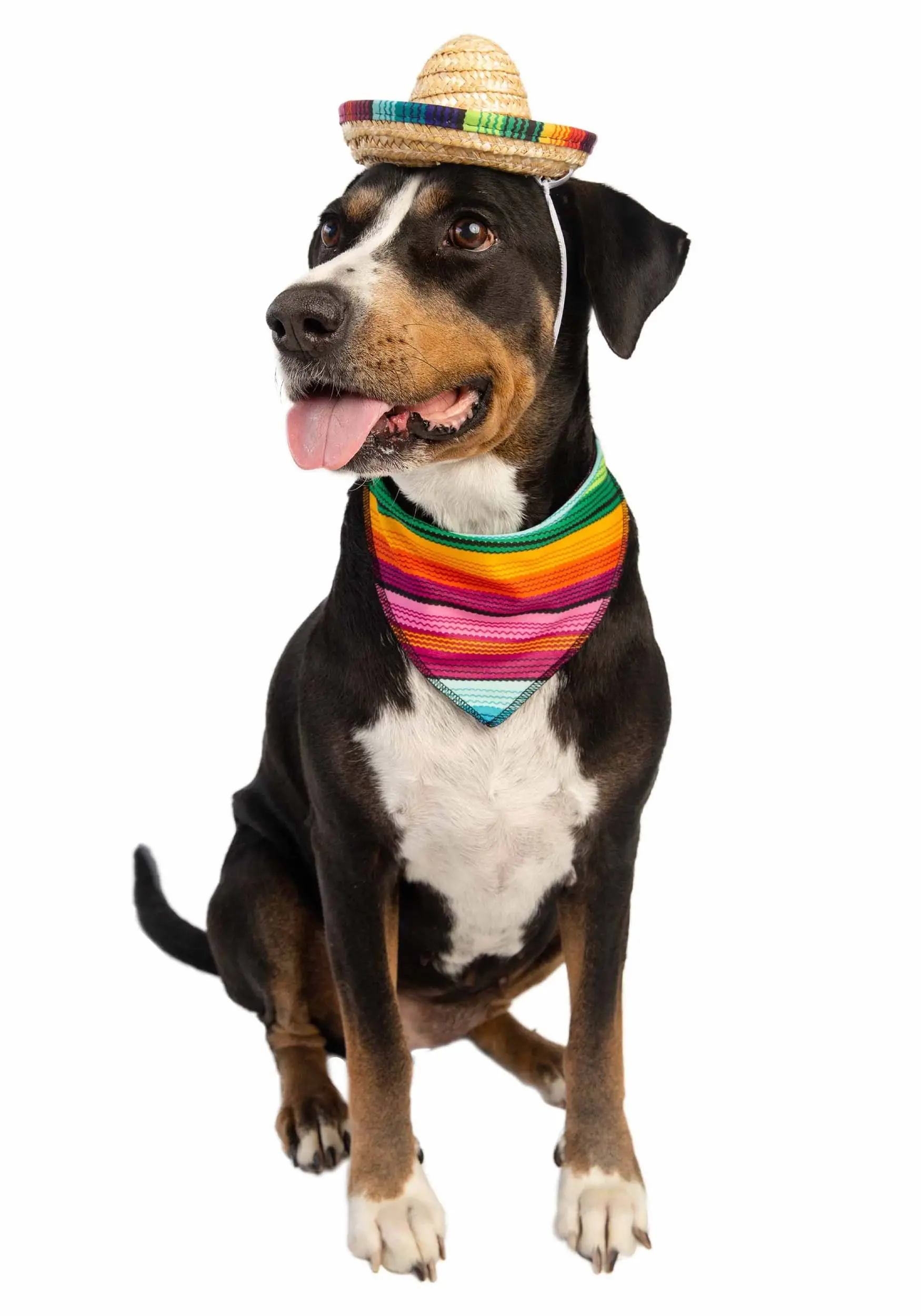 Pet Krewe Bandana And Sombrero Pet Costume Set - Image 3