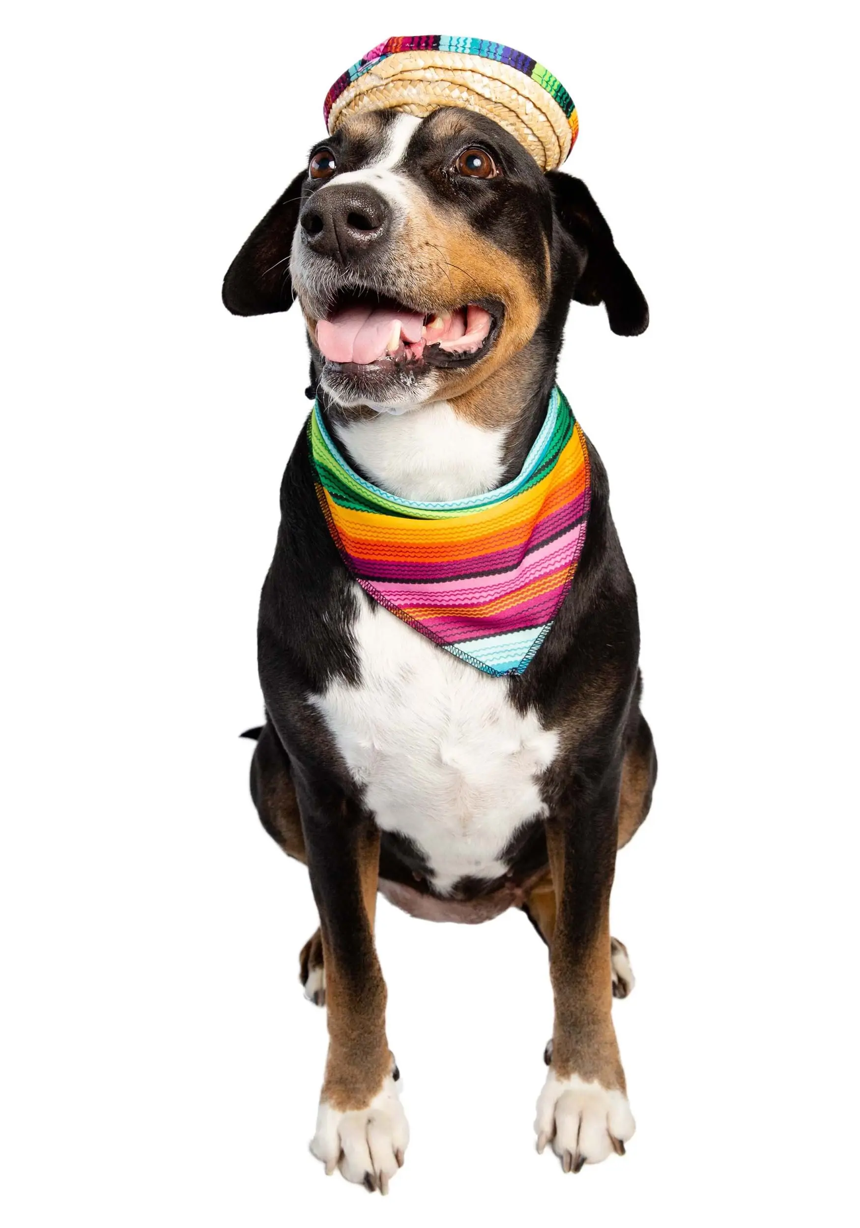 Pet Krewe Bandana And Sombrero Pet Costume Set - Image 4